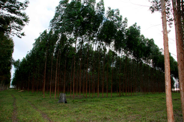 istock eucalyptus plantation in southern bahia 1307420861