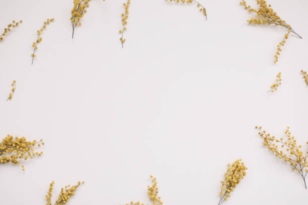 istock Flowers composition. Yellow mimosa flowers on white background 1307420867