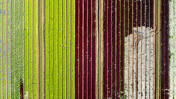 istock Vegetable, salad plantation - aerial view 1307421364