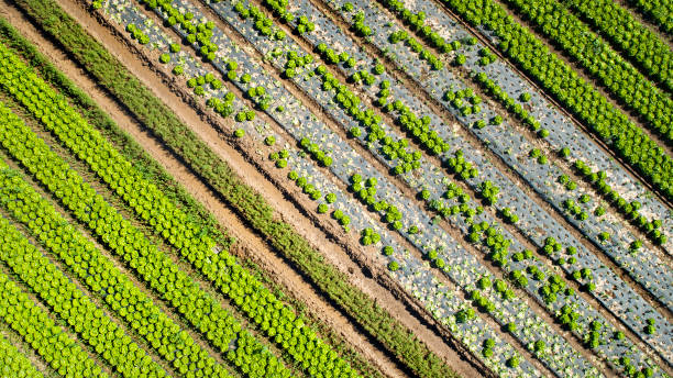istock Vegetable, salad plantation - aerial view 1307421402