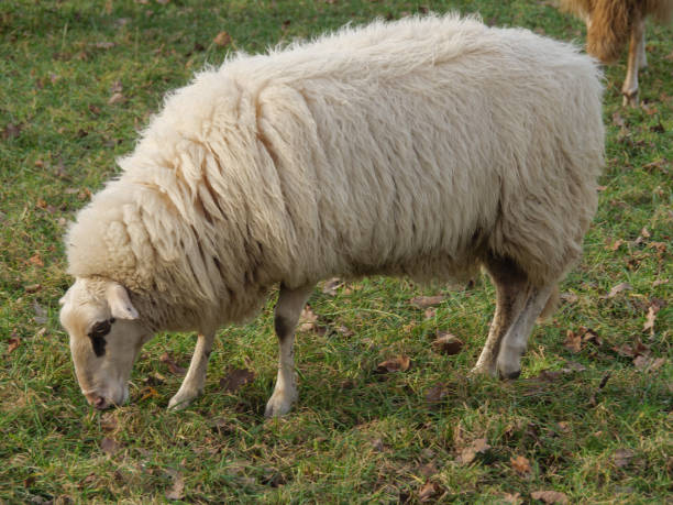 istock many sheeps on a meadow in germany 1307421674