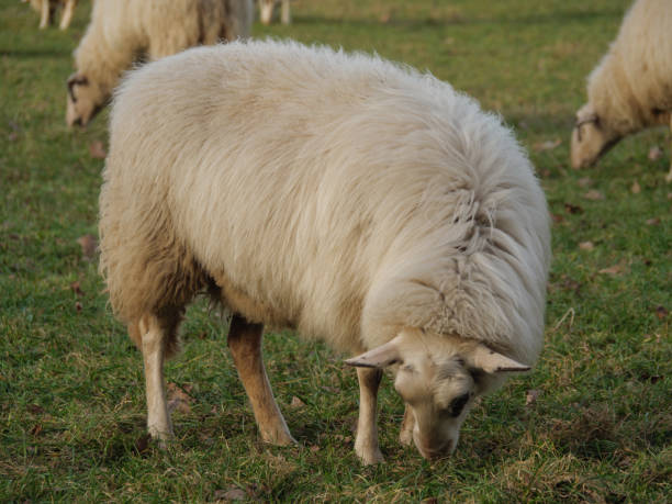 istock many sheeps on a meadow in germany 1307421699