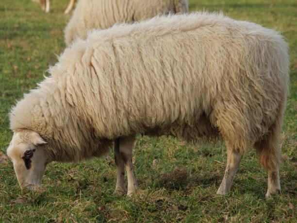 istock many sheeps on a meadow in germany 1307422297