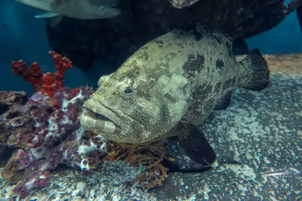 Grouper fish swimming with coral reef