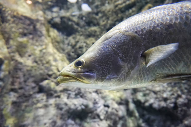 istock Live sea bass fish 1307422508