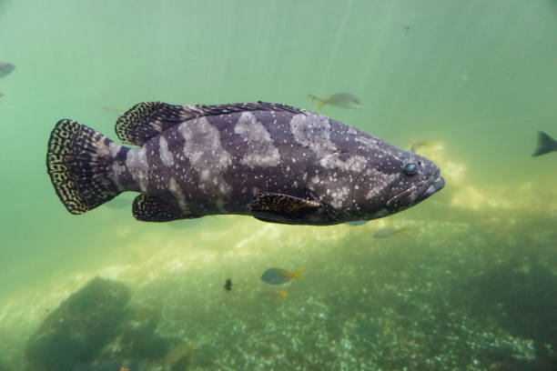 istock Giant grouper fish swimming underwater 1307422600