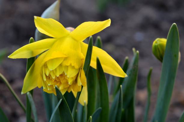 istock yellow narcissus flower in spring 1307423099