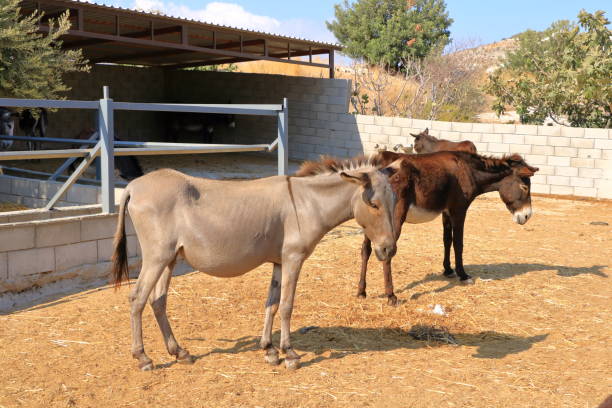 istock Donkeys on a donkey farm 1307423223