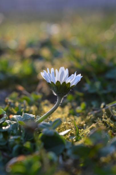 istock white flower in the grass 1307423253