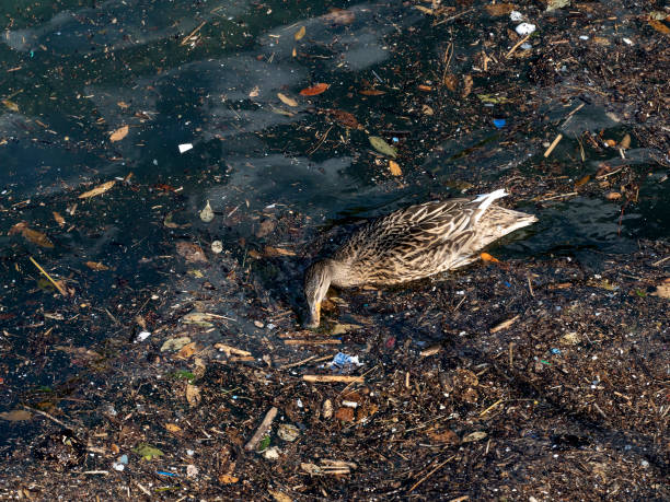 istock wild duck swimming in plastic rubbish garbage sea 1307424296