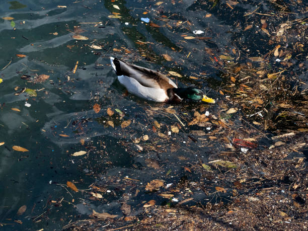 istock wild duck swimming in plastic rubbish garbage sea 1307424332