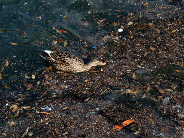 istock wild duck swimming in plastic rubbish garbage sea 1307424344