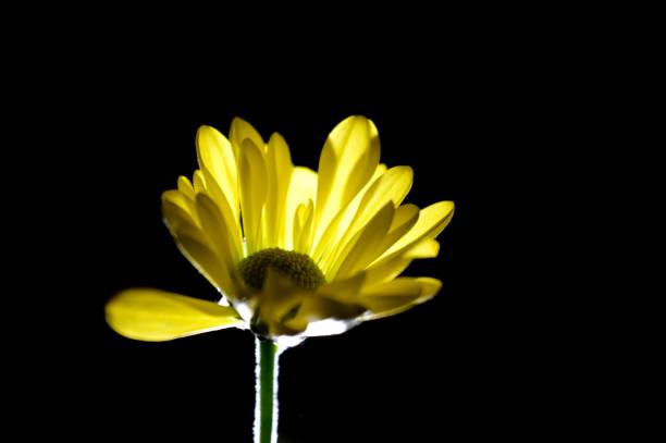 istock a yellow flower lit in the dark 1307424558