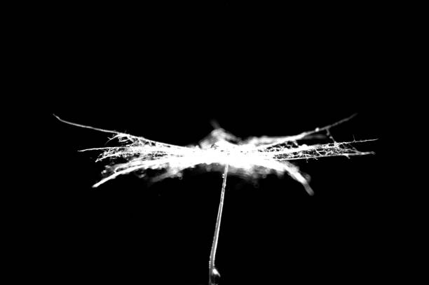 istock illuminated dandelion seeds in the dark 1307424589