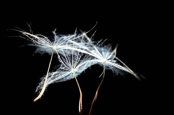 istock illuminated dandelion seeds in the dark 1307424605