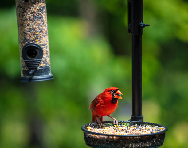 istock Northern red cardinal at a bird feeder 1307424688