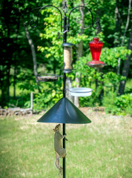 squirrel trying to climb onto a bird feeder but stopped by a metal baffle - baffle imagens e fotografias de stock