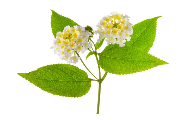 flor lantana camara branca é isolado em fundo branco, close-up - cambered - fotografias e filmes do acervo