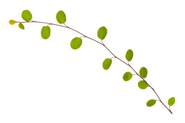 istock young green branch isolated on white background, close up 1307424912