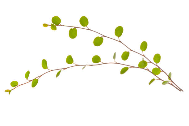 istock young green twig isolated on white background, close up 1307424916