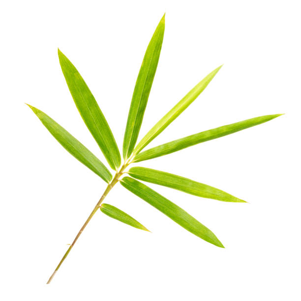 istock fresh green leaves twig isolated on white background, floral design elements 1307424956