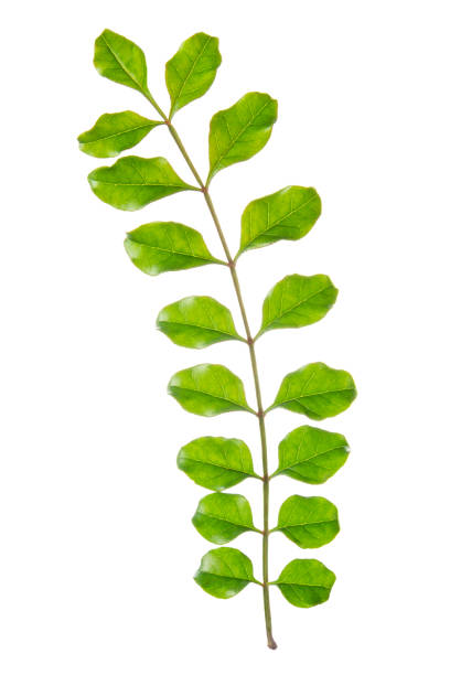 istock young green branch isolated on white background, close up 1307424962