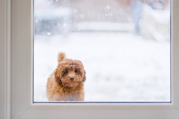 Dog waiting to be let inside stock photo