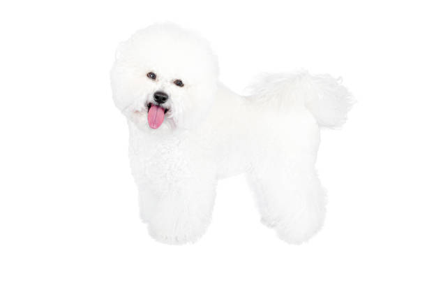 Bichon Frise dog poses standing still and looking at the camera with the tongue sticking out isolated on white.
