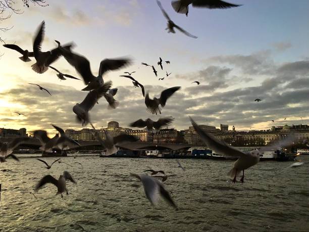 los pájaros en el south bank de londres. - u s bank tower fotografías e imágenes de stock