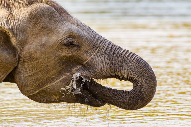 istock Young Asian Elephant playing in the waterhole 1307425953