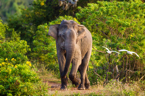 Asiatic Elephant bull in musth as it chases everything around the waterhole. stock photo