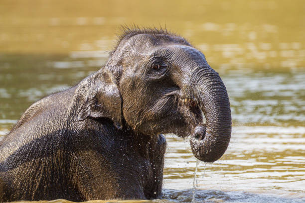 Young Asian Elephant playing in the waterhole
