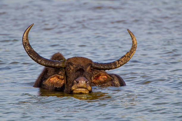 istock Asiatic water buffalo resting in the cool water 1307426045