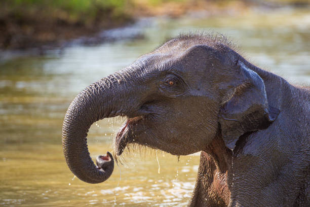 istock Young Asian Elephant playing in the waterhole 1307426046