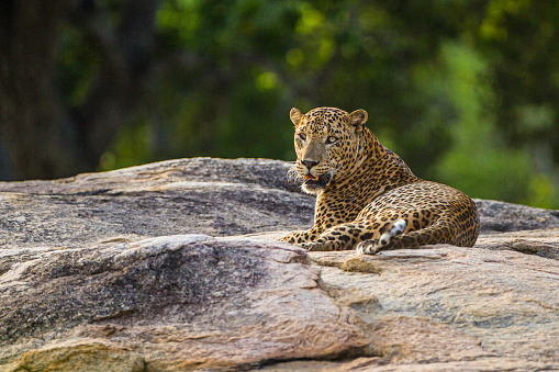 Asiatic Leopard sitting on top of a large granite rock