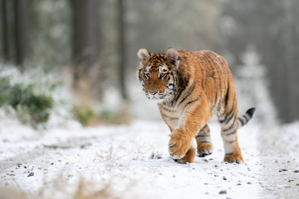 istock Siberian tiger walking, front view on path in the forest.  A dangerous beast in its natural habitat. 1307427164
