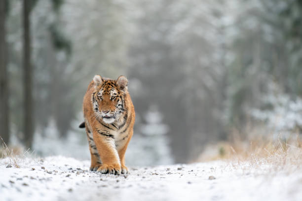 istock Siberian tiger walking, front view on path in the forest.  Panthera tigris altaica 1307427264