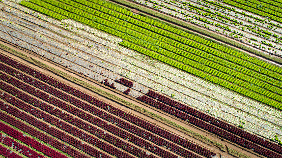Vegetable, salad plantation - aerial view