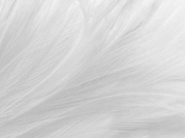 istock Beautiful abstract black feathers on white background and soft white feather texture on white texture pattern, dark theme wallpaper, gray feather background, gray banners 1307429556