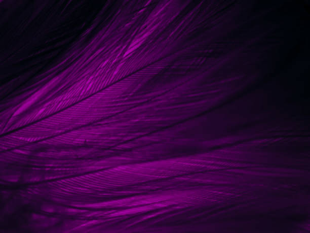 istock Beautiful abstract purple feathers on black background, black feather texture on dark pattern and purple background, colorful feather wallpaper, love theme, valentines day, pink texture 1307429586