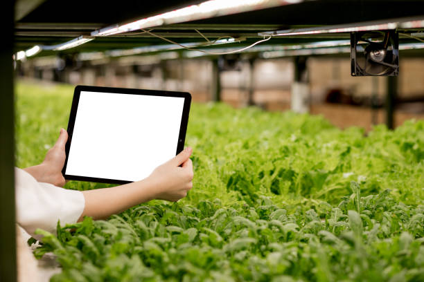 istock Young woman Biotechnologist using tablet to check quality and quantity of vegetable in hydroponic farm. Using technology to reduce working time and more comfortable. Copy space 1307430048