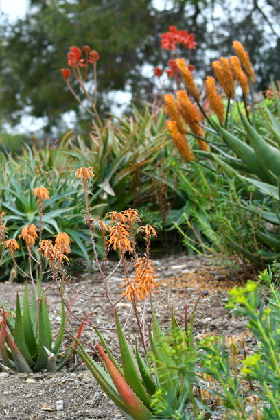 istock Spring Flowers and Succulents 1307431119