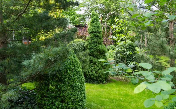 Photo of Landscaped garden with evergreens and lawn in spring time. Many boxwood trees Buxus sempervirens with young green foliage.  Picea glauca Conica and  Pinus parviflora Glauca in Peaceful atmosphere.