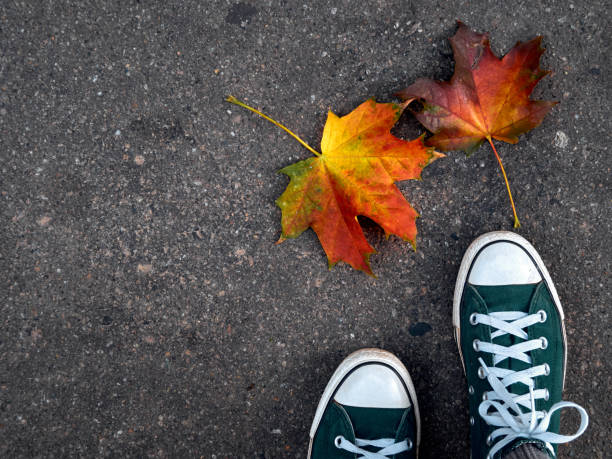 istock Autumn leaf on the asphalt. 1307431239