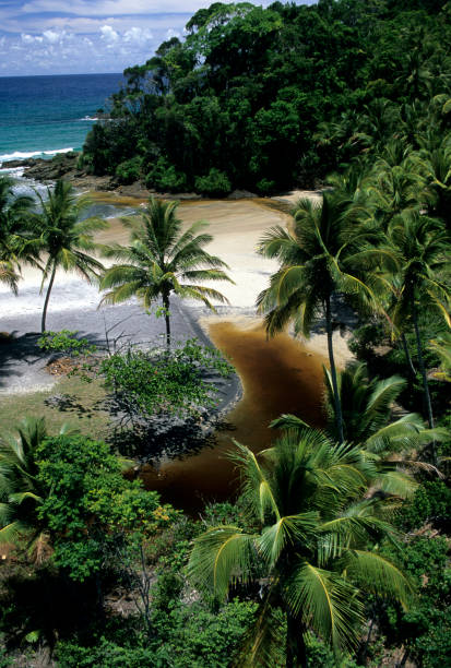 istock Itacare's Cocoa cost,  Bahia state, Brazil. 1307432004