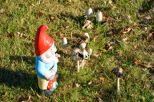 Garden gnome among mushrooms