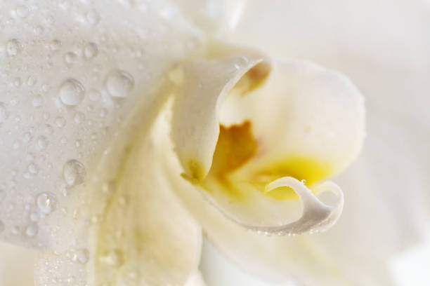 istock A tender white orchid with dew drops. Close up. Selective focus 1307434433