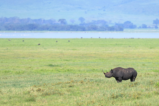 The black rhinoceros or hook-lipped rhinoceros is a species of rhinoceros, native to eastern and southern Africa including Angola, Botswana, Kenya, Malawi, Mozambique, Namibia, South Africa, Eswatini, Tanzania, Zambia, and Zimbabwe.