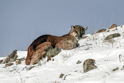 Mountain lion laying on snow covered hill in morning light..
