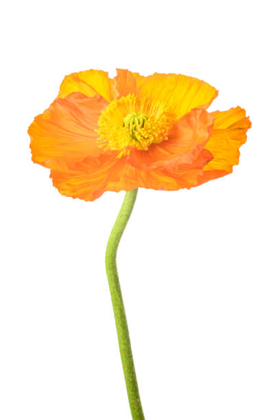 istock Orange poppy flower 1307434956